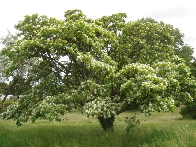 Chionanthus retusus